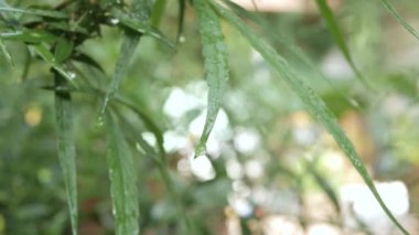 Kenevir (kenevir) tomurcuk. Çiçekli dişi marihuana çiçeği ve organik bahçede yetişen yapraklar. Yağmur damlası ile kenevir yaprağı bitkisine seçici odaklan
