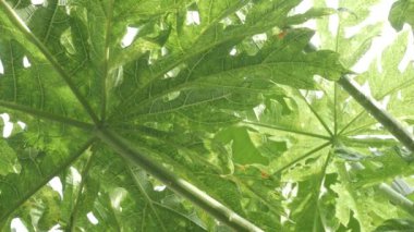 Yeşil tropikal papaya yapraklarına bak. Ağaç yaprağında güneş ışığı parlıyor.