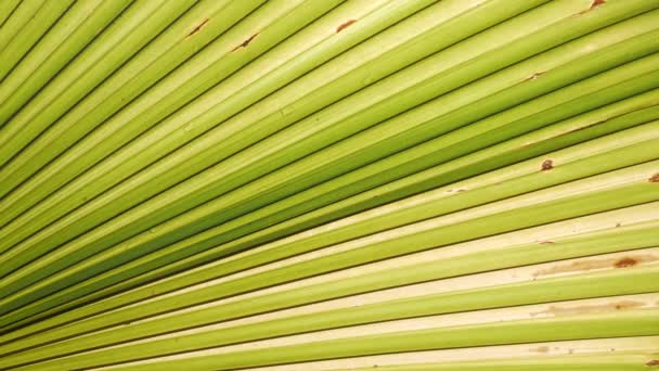 Feuille Arbre Vert Feuille Palmier Pour Été Feuille Palmier Tropical — Video