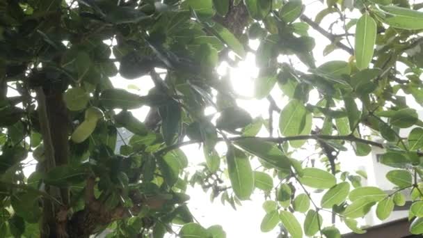 Belo Verão Com Sol Brilhar Romper Folhagem Árvore Verde Floresta — Vídeo de Stock