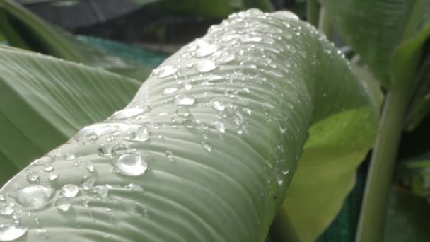 Yüzeyine Yağmur Suyu Damlayan Muz Yaprağı Dokusu Yaz Botanik Tatili — Stok video