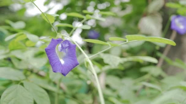Фіолетова Квітка Гороху Метеликів Зеленим Листям Дерева Тропічному Органічному Саду — стокове відео