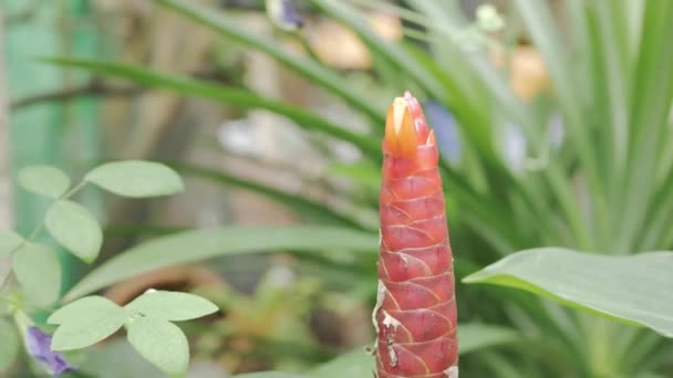 Flor Galangal Con Viento Soplando Hojas Verdes Fondo — Vídeo de stock