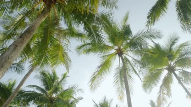热带岛屿上的椰子树映衬着海滩附近的天空 阳光透过 椰子树的底部视图 蓝天背景的绿色棕榈树 — 图库视频影像
