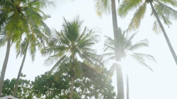 Blick Auf Kokospalmen Gegen Den Himmel Strandnähe Auf Der Tropischen — Stockvideo