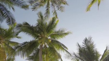 Hindistan cevizi palmiye ağaçlarının tropik adanın kumsalında gökyüzüne karşı yavaş çekim görüntüsü. Hindistan cevizi palmiyeleri alt görünüm. Mavi arkaplanı olan yeşil palmiye ağacı