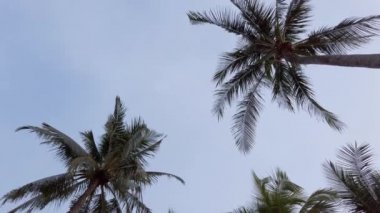 Slow-motion view of coconut palm trees against sky near beach on the tropical island with sunlight through. Coconut palm trees bottom view. Green palm tree with blue sky background