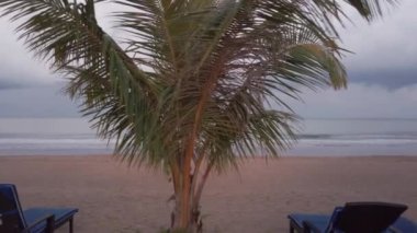 Luxury beach lounge beds with umbrella on green lawn near beach. beach with coconut tree in thailand with sunny summer weather and clear blue sky