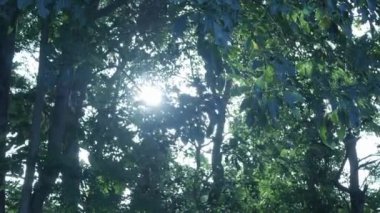 Ağaç yapraklarının arasından gün ışığıyla ağaç manzarası. Tropik yağmur ormanı ağaçları