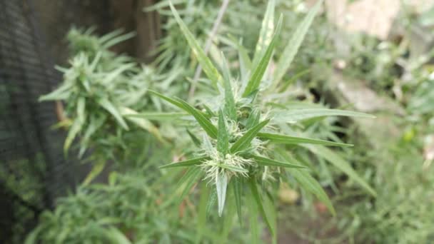 Plant Bourgeon Chanvre Cannabis Floraison Fleurs Marijuana Femelles Feuilles Poussant — Video