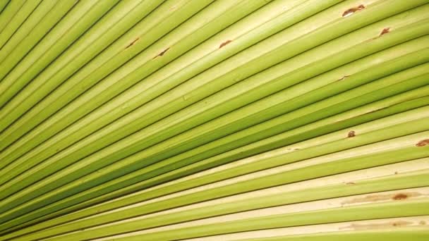 Zielony Liść Drzewa Liść Palmy Lato Tropikalne Tło Liści Palmy — Wideo stockowe