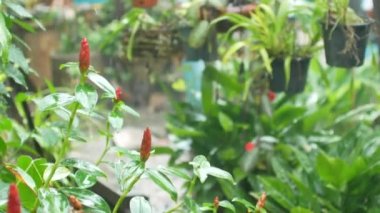 Ağaç yapraklarına ve çiçeklere POV, yaz günü yağmurlu zamanlarda mevsim ve yağmurlu gün kavramları.