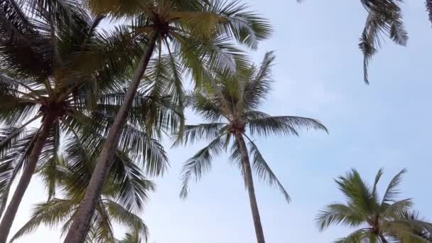 Lassan Mozgó Kilátás Kókuszpálmafák Ellen Közelében Strand Trópusi Szigeten Napfény — Stock videók