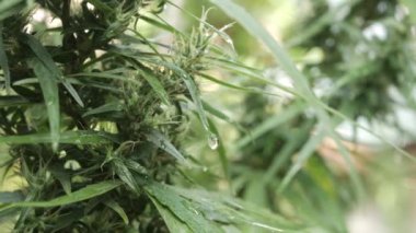 Kenevir (kenevir) tomurcuk. Çiçekli dişi marihuana çiçeği ve organik bahçede yetişen yapraklar. Esrar yaprağı bitkisine yağmur damlası üzerine seçici odaklanma