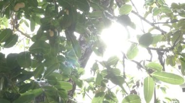 Güneş ışığıyla güzel bir yaz yeşil ağacın yapraklarını yarıp geçer. Büyülü yaz tropikal ormanı. Güneşli güzel yaz, yeşil ağacın yapraklarını kırıyor. Büyülü tropikal yaz ormanı