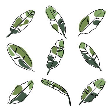 Tropikal muz yaprağı çizmeye devam et. Yaz botanik yaprağı