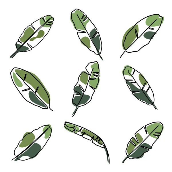 Tropikal muz yaprağı çizmeye devam et. Yaz botanik yaprağı