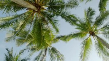 Tropikal adanın kumsalında gökyüzüne bakan hindistan cevizi palmiye ağaçlarının görüntüsü. Hindistan cevizi palmiyeleri alt görünüm. Mavi arkaplanı olan yeşil palmiye ağacı