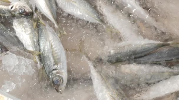 Pesce Fresco Crudo Sul Ghiaccio Supermercato Pesce Fresco Freddo Ghiaccio — Video Stock