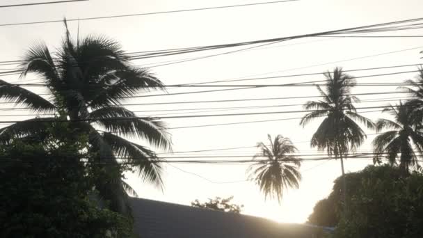 清晨热带椰子树的剪影 阳光普照天空 — 图库视频影像