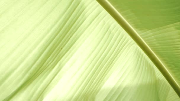 Textura Hoja Plátano Con Luz Del Sol Brilla Través Día — Vídeos de Stock