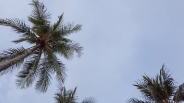 Hindistan cevizi palmiye ağaçlarının tropik adanın kumsalında gökyüzüne karşı yavaş çekim görüntüsü. Hindistan cevizi palmiyeleri alt görünüm. Mavi arkaplanı olan yeşil palmiye ağacı