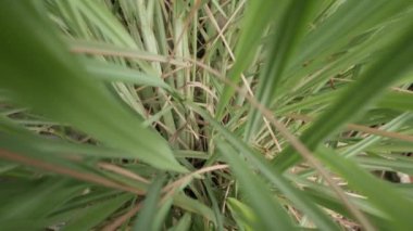 Taze yeşil limon çimen korusuna yakınlaş.