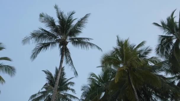 View Coconut Palm Trees Sky Beach Tropical Island Coconut Palm — Αρχείο Βίντεο