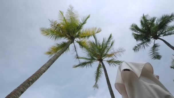 View Coconut Palm Trees Sky Beach Tropical Island Coconut Palm — Video