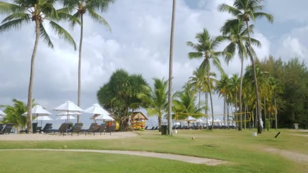 Luxury Beach Lounge Beds Umbrella Green Lawn Beach Beach Coconut — ストック動画