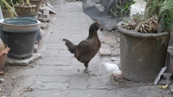 Κοτόπουλο Ελευθέρας Βοσκής Κότα Γιο Της Ενώ Τρώει Βρίσκοντας Τροφή — Αρχείο Βίντεο