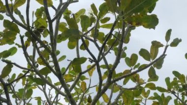 bottom up view to the tropical tree with leaves with blue sky in backgroung in summer sunshine day