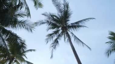 View of coconut palm trees against sky near beach on the tropical island. Coconut palm trees bottom view. Green palm tree with blue sky background