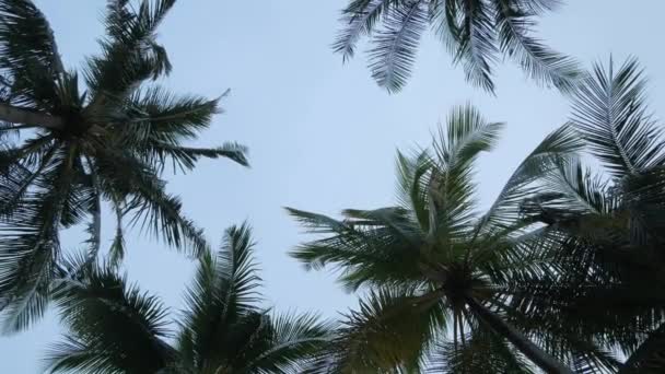 View Coconut Palm Trees Sky Beach Tropical Island Coconut Palm — Stock videók