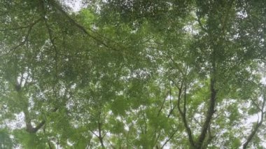 view of the tops of the trees of the forest from the ground