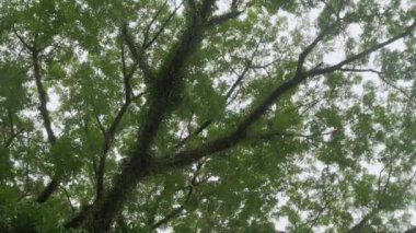 view of the tops of the trees of the forest from the ground