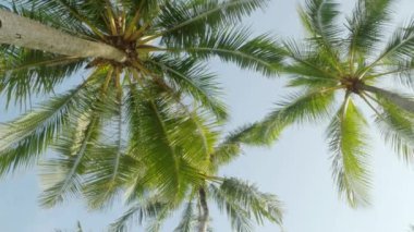 Tropikal adanın kumsalında gökyüzüne bakan hindistan cevizi palmiye ağaçlarının görüntüsü. Hindistan cevizi palmiyeleri alt görünüm. Mavi arkaplanı olan yeşil palmiye ağacı