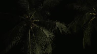 View of coconut palm trees against sky near beach on the tropical island in night time. Coconut palm trees bottom view.