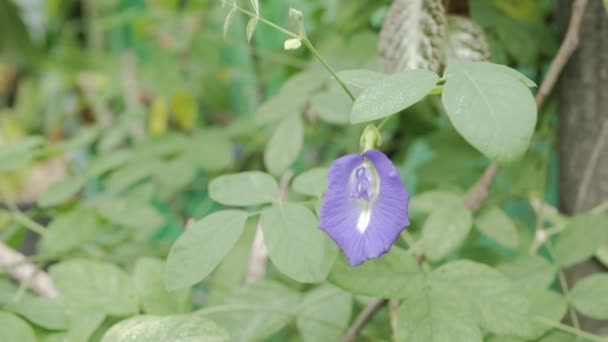 Eine Lila Blume Aus Schmetterlingserbsen Mit Grünen Baumblättern Tropischen Bio — Stockvideo