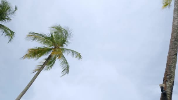 View Coconut Palm Trees Sky Beach Tropical Island Coconut Palm — Stock Video