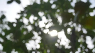 Blurred out of focussing technique of the tree leaves with sunshine through the tree in summer daytime