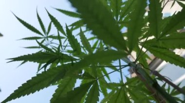 POV of cannabis marijuana weed leaf with wind blowing in daytime. Video shot in 4K. Herbal alternative medicine, cbd oil, pharmaceptical industry concept.