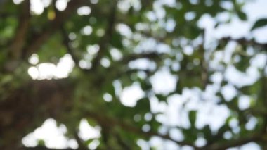 Blurred out of focussing technique of the tree leaves with sunshine through the tree in summer daytime