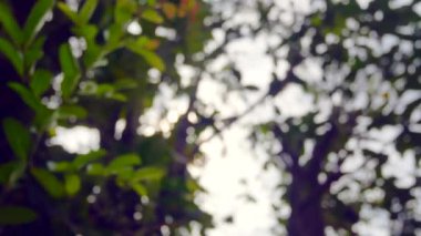 Blurred out of focussing technique of the tree leaves with sunshine through the tree in summer daytime