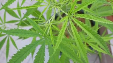 POV of cannabis marijuana weed leaf with wind blowing in daytime. Video shot in 4K. Herbal alternative medicine, cbd oil, pharmaceptical industry concept.