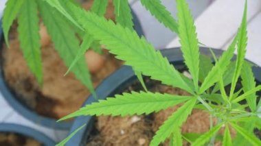 POV of cannabis marijuana weed leaf with wind blowing in daytime. Video shot in 4K. Herbal alternative medicine, cbd oil, pharmaceptical industry concept.