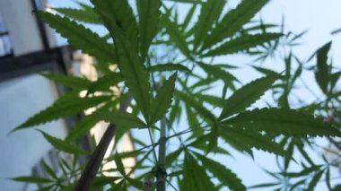 POV of cannabis marijuana weed leaf with wind blowing in daytime. Video shot in 4K. Herbal alternative medicine, cbd oil, pharmaceptical industry concept.