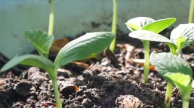 Topraktan büyüyen ya da filizlenen sebze tohumları, sera tarımında yeni doğmuş balkabağı bitkisi, doğal konsept,