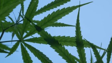 POV of cannabis marijuana weed leaf with wind blowing in daytime. Video shot in 4K. Herbal alternative medicine, cbd oil, pharmaceptical industry concept.