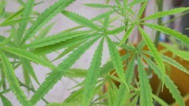 POV of cannabis marijuana weed leaf with wind blowing in daytime. Video shot in 4K. Herbal alternative medicine, cbd oil, pharmaceptical industry concept.
